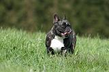 BOULEDOGUE FRANCAIS 1076